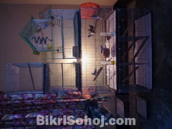 18*36 khacha,Budgies & Dimond dove